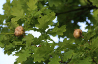 Oak apple or oak gall / Galläpple