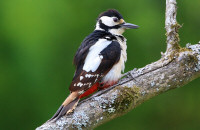 Great spotted woodpecker, female / Större hackspett, hona / Dendrocopos major