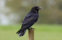 Raven / Korp / Corvus corax