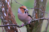 Hawfinch / Stenknäck / Coccothraustes coccothraustes