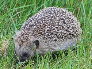 European hedgehog / Igelkott / Erinaceus europaeus