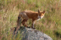 Red fox / Rödräv / Vulpes vulpes