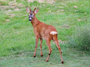 Roe Deer / Rådjur / Capreolus capreolus