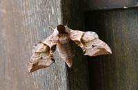 Lime hawk-moth, Lindsvärmare, Mimas tiliae