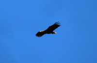 White-tailed eagle / Havsörn / Haliaeetus albicilla