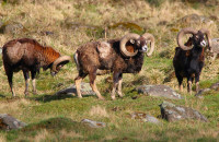 Mouflon / Mufflonfår eller Rödfår / Ovis aries