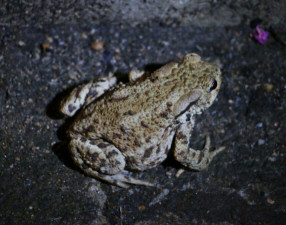 Common toad / Vanlig Padda / Bufo bufo