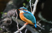 Common kingfisher / Kungsfiskare / Alcedo atthis