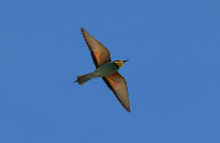European bee-eater / Biätare / Merops apiaster