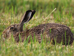 European hare / Fälthare / Lepus europaeus 