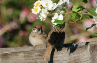Eurasian tree sparrow / Pilfink / Passer montanus