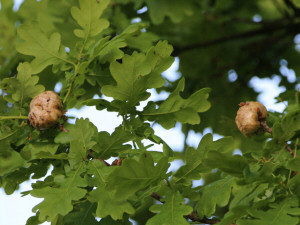 Oak apple or oak gall / Galläpple