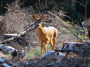 Roe Deer / Rådjur / Capreolus capreolus