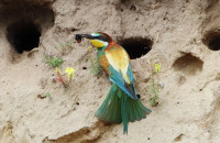 European bee-eater / Biätare / Merops apiaster