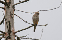 The common kestrel / Tornfalk / Falco tinnunculus