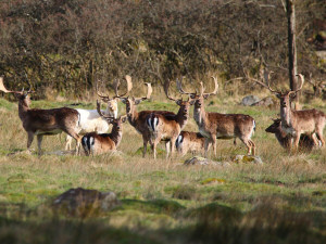 European fallow deer / Dovhjort / Dama dama