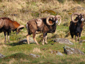 Mouflon / Mufflonfår eller Rödfår / Ovis aries