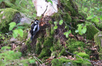 Great spotted woodpecker, juvenile / Större hackspett, ungfågel / Dendrocopos major