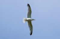 The common gull / Fiskmås / Larus canus