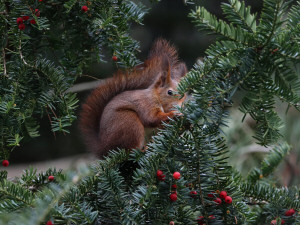 Red squirrel / Röd Ekorre / Sciurus vulgaris