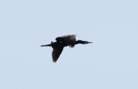 Great cormorant / Stor skarv / Phalacrocorax carbo
