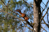 Red squirrel / Röd Ekorre / Sciurus vulgaris