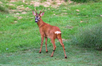 Roe Deer / Rådjur / Capreolus capreolus