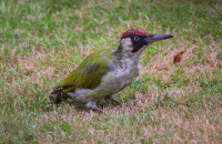 European green woodpecker, male / Gröngöling, hane / Picus viridis