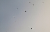 Common buzzard / Ormvråk / Buteo buteo