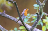 European robin / Rödhake / Erithacus rubecula