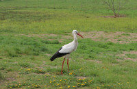 Vit Stork