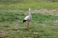 Vit Stork