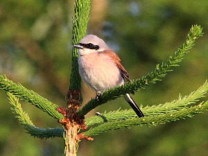 Red-backed shrike / Törnskata / Lanius collurio