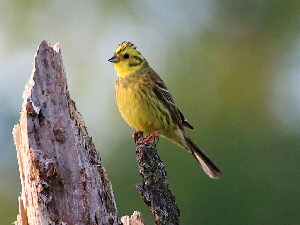 Yellowhammer / Gulsparv / Emberiza citrinella