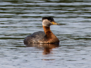 Red-necked grebe / Gråhakedopping / Podiceps grisegena