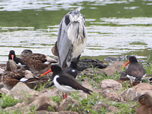 Eurasian oystercatcher / Strandskata / Haematopus ostralegus