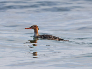 Red-breasted merganser / Småskrake / Mergus serrator