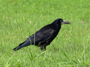 Rook / Råka / Corvus frugilegus