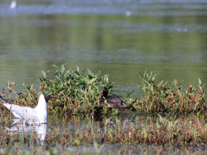 Black-necked grebe / Svarthalsad dopping / Podiceps nigricollis