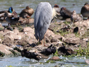 Ruff / Brushane / Calidris pugnax