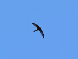 Common swift / Tornseglare (Tornsvala) / Apus apus