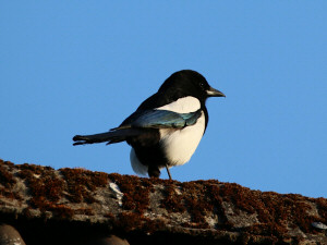 Eurasian Magpie / Skata / Pica pica