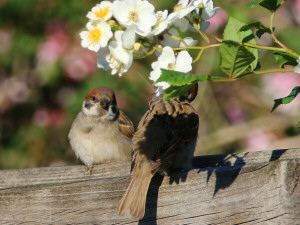 Eurasian tree sparrow / Pilfink / Passer montanus