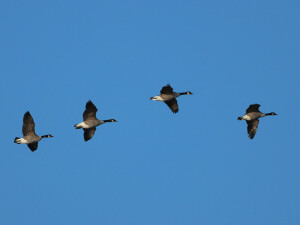 Canada goose / Kanadagås / Branta canadensis