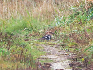 Eurasian hoopoe / Härfågel / Upupa epops