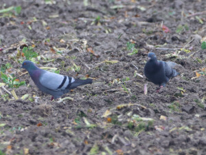 Rock dove / Tamduva(Klippduva) / Columba livia