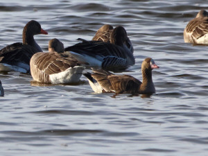 Greater white-fronted goose / Bläsgås / Anser albifrons