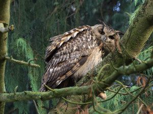 Eurasian eagle-owl / Berguv / Bubo bubo