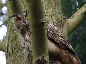 Eurasian eagle-owl / Berguv / Bubo bubo