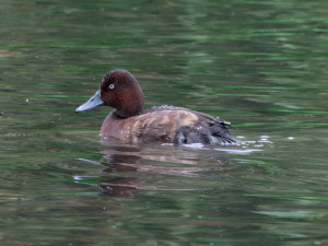 Ferruginous Duck / Vitögd dykand / Aythya nyroca